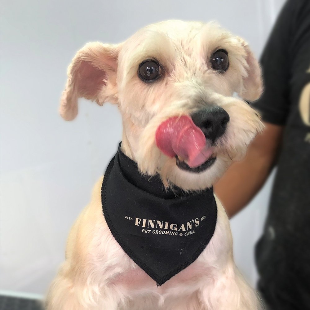 baño-perro-mediano-finnigans-guatemala