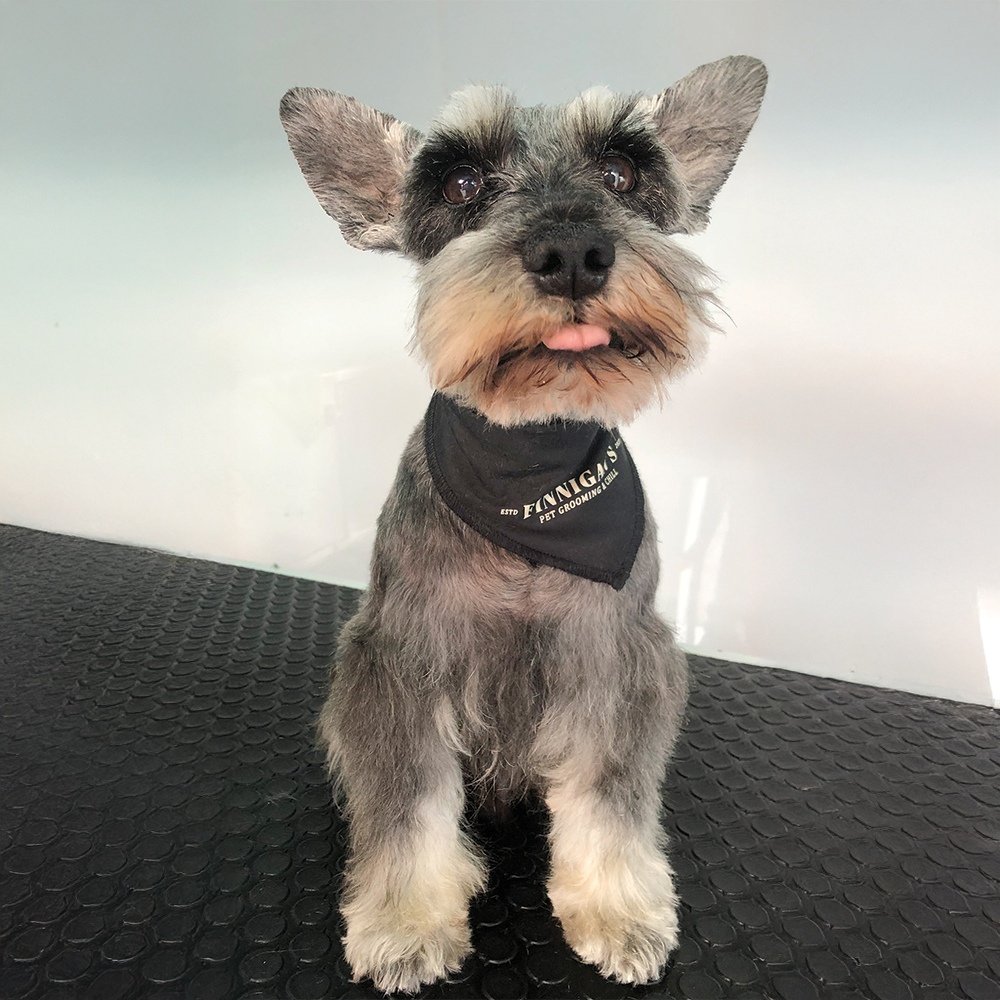 perro-raza-pequeña-finnigans-grooming